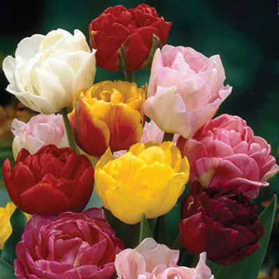 Tulip Bouquet - Available in April