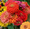 Cary's Acres Flower Farm - Gift Card
